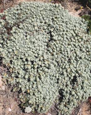 Fotografia 5 da espécie Teucrium vicentinum no Jardim Botânico UTAD