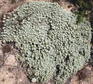 Fotografia da espécie Teucrium vicentinum