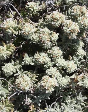 Fotografia 6 da espécie Teucrium vicentinum no Jardim Botânico UTAD