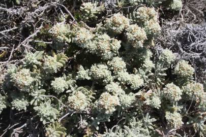 Fotografia da espécie Teucrium vicentinum