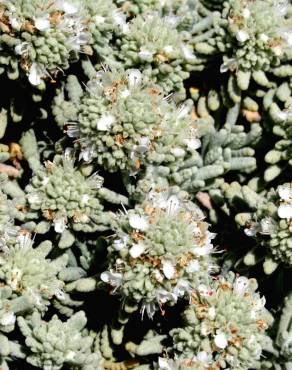 Fotografia 7 da espécie Teucrium vicentinum no Jardim Botânico UTAD