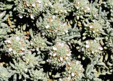 Fotografia da espécie Teucrium vicentinum