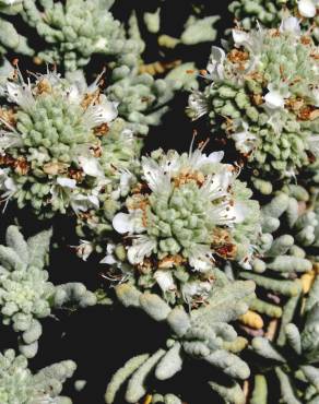 Fotografia 9 da espécie Teucrium vicentinum no Jardim Botânico UTAD