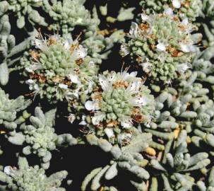 Fotografia da espécie Teucrium vicentinum