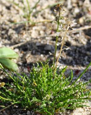Fotografia 5 da espécie Teesdalia coronopifolia no Jardim Botânico UTAD