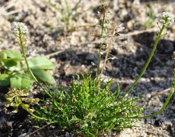 Fotografia da espécie Teesdalia coronopifolia