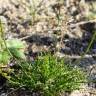 Fotografia 5 da espécie Teesdalia coronopifolia do Jardim Botânico UTAD