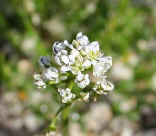 Fotografia da espécie Teesdalia coronopifolia