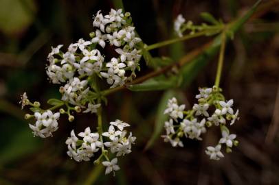 Fotografia da espécie Galium mollugo subesp. mollugo