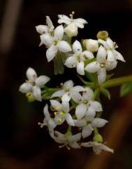 Galium mollugo subesp. mollugo