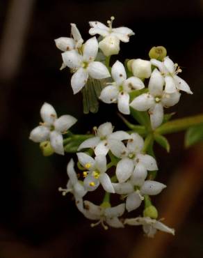 Fotografia 1 da espécie Galium mollugo subesp. mollugo no Jardim Botânico UTAD