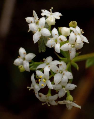 Fotografia de capa Galium mollugo subesp. mollugo - do Jardim Botânico