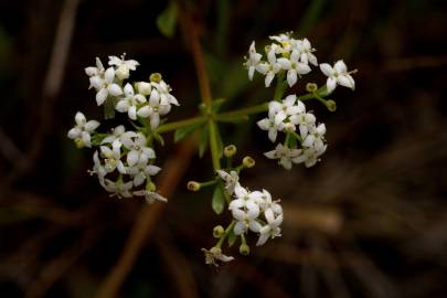 Fotografia da espécie Galium mollugo subesp. mollugo