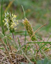 Fotografia da espécie Plantago coronopus