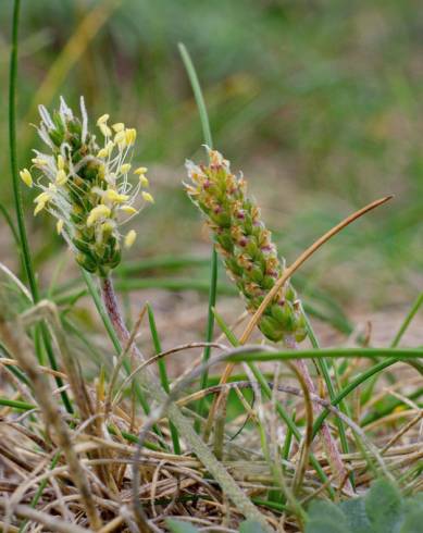 Fotografia de capa Plantago coronopus subesp. coronopus - do Jardim Botânico