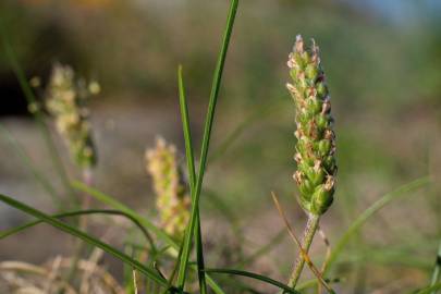 Fotografia da espécie Plantago coronopus subesp. coronopus