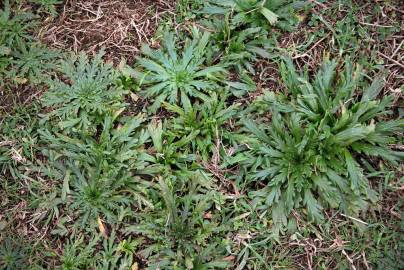 Fotografia da espécie Plantago coronopus subesp. coronopus