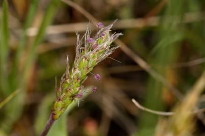 Fotografia da espécie Plantago coronopus subesp. coronopus