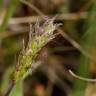 Fotografia 9 da espécie Plantago coronopus subesp. coronopus do Jardim Botânico UTAD