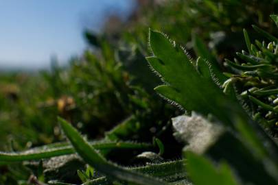 Fotografia da espécie Plantago coronopus subesp. coronopus