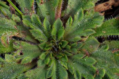 Fotografia da espécie Plantago coronopus subesp. coronopus
