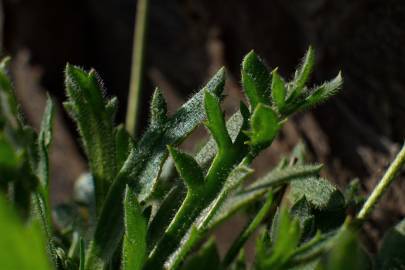 Fotografia da espécie Plantago coronopus subesp. coronopus