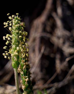 Fotografia 13 da espécie Plantago coronopus subesp. coronopus no Jardim Botânico UTAD