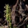 Fotografia 13 da espécie Plantago coronopus subesp. coronopus do Jardim Botânico UTAD