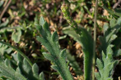 Fotografia da espécie Plantago coronopus subesp. coronopus