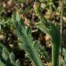 Fotografia 14 da espécie Plantago coronopus subesp. coronopus do Jardim Botânico UTAD