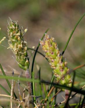 Fotografia 15 da espécie Plantago coronopus subesp. coronopus no Jardim Botânico UTAD