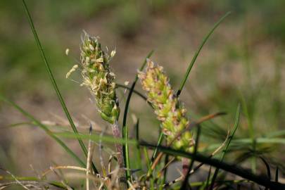 Fotografia da espécie Plantago coronopus subesp. coronopus