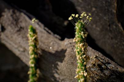 Fotografia da espécie Plantago coronopus subesp. coronopus