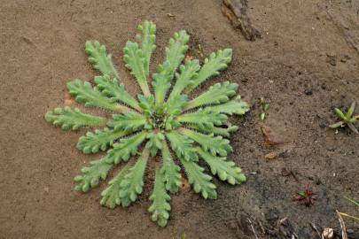 Fotografia da espécie Plantago coronopus subesp. coronopus