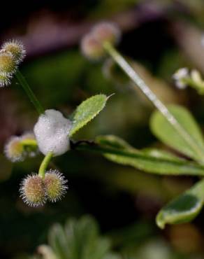 Fotografia 7 da espécie Galium aparine subesp. aparine no Jardim Botânico UTAD