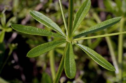 Fotografia da espécie Galium aparine subesp. aparine