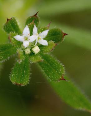 Fotografia 10 da espécie Galium aparine subesp. aparine no Jardim Botânico UTAD