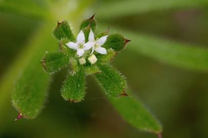 Fotografia da espécie Galium aparine subesp. aparine