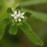 Fotografia 10 da espécie Galium aparine subesp. aparine do Jardim Botânico UTAD