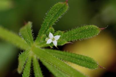 Fotografia da espécie Galium aparine subesp. aparine