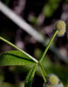 Fotografia 13 da espécie Galium aparine subesp. aparine no Jardim Botânico UTAD