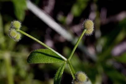 Fotografia da espécie Galium aparine subesp. aparine