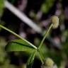 Fotografia 13 da espécie Galium aparine subesp. aparine do Jardim Botânico UTAD