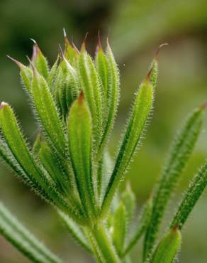 Fotografia 14 da espécie Galium aparine subesp. aparine no Jardim Botânico UTAD