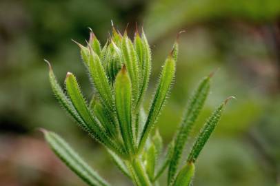 Fotografia da espécie Galium aparine subesp. aparine