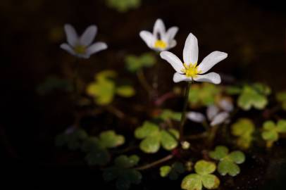 Fotografia da espécie Ranunculus ololeucos var. ololeucos