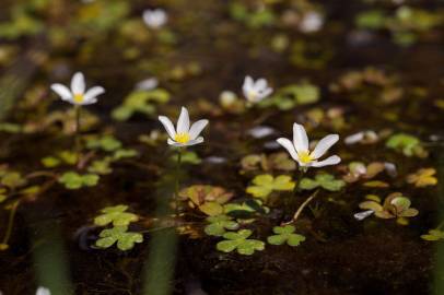 Fotografia da espécie Ranunculus ololeucos var. ololeucos