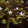 Fotografia 3 da espécie Ranunculus ololeucos var. ololeucos do Jardim Botânico UTAD