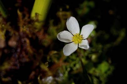 Fotografia da espécie Ranunculus ololeucos var. ololeucos