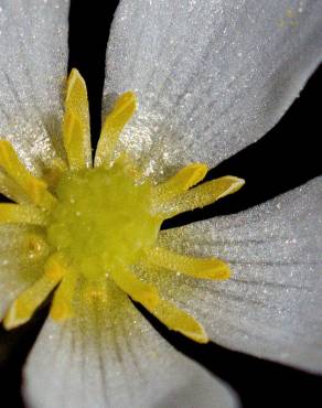 Fotografia 5 da espécie Ranunculus ololeucos var. ololeucos no Jardim Botânico UTAD